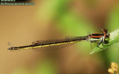 Ischnura rubilio Sélys-Longchamps, 1876 朝雲細蟌