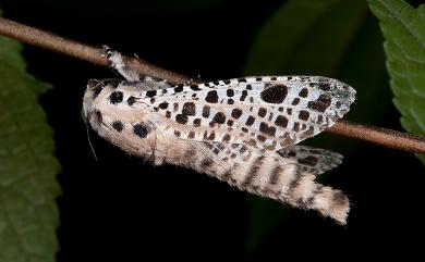 Rapdalus pardicolor (Moore, 1879) 褐斑豹蠹蛾