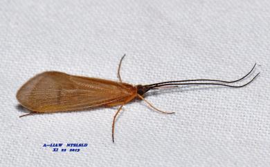 Apatania taiwanensis Kobayashi, 1987 臺灣鉤肢石蛾