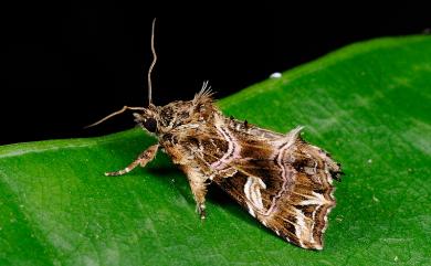 Callopistria duplicans Walker, 1857 弧角散紋夜蛾