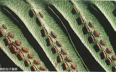 Woodwardia prolifera 珠芽狗脊蕨