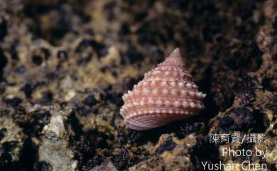 Echininus cumingii luchuana (Pilsbry, 1901) 棘皮玉黍螺