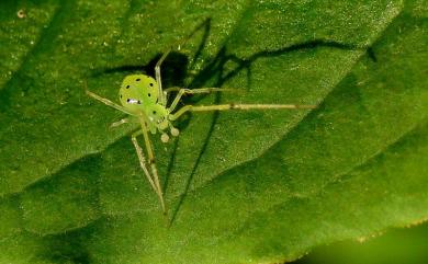 Chrysso foliata L. Koch, 1878 斑點金姬蛛