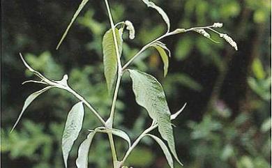 Persicaria lapathifolia var. lanata 白苦柱
