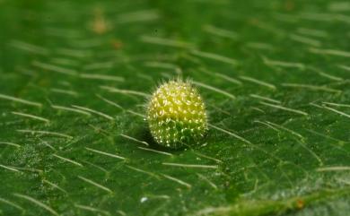 Neptis hylas luculenta Fruhstorfer, 1907 豆環蛺蝶