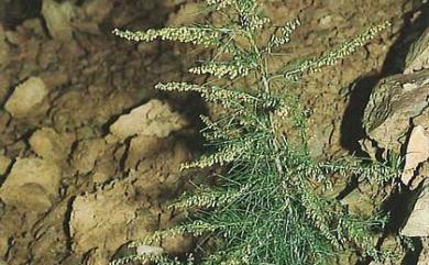 Artemisia capillaris Thunb. 茵陳蒿