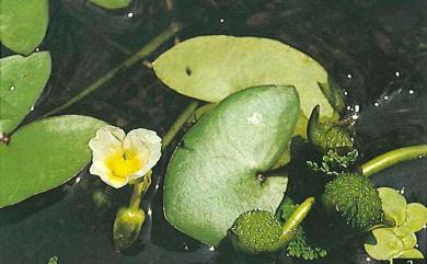 Sagittaria guayanensis subsp. lappula 臺灣冠果草