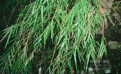Arundo formosana Hack. 臺灣蘆竹