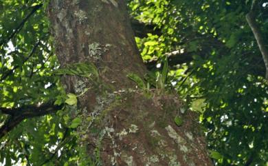 Bulbophyllum pectinatum 阿里山豆蘭