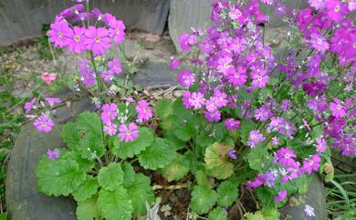 Primula malacoides 報春花