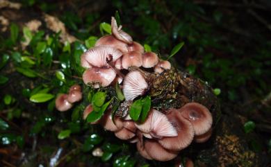 Mycena haematopus (Pers.: Fr.) Kummer, 1871 紅汁小菇