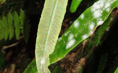Deparia lancea (Thunb.) Fraser-Jenk. 單葉對囊蕨