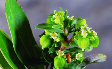 Euphorbia hyssopifolia L. 紫斑大戟