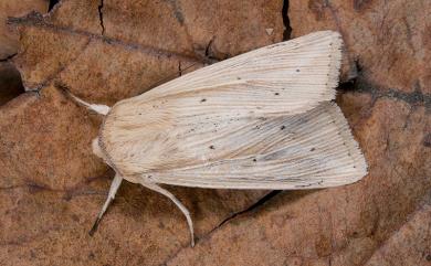 Mythimna radiata (Bremer, 1861) 輻秘夜蛾