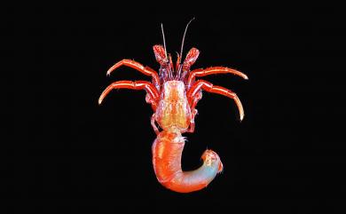 Clibanarius infraspinatus (Hilgendorf, 1869) 下棘細螯寄居蟹