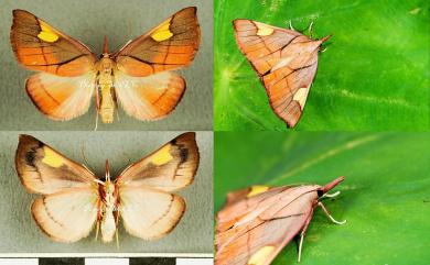 Orybina flaviplaga (Walker, 1863) 金雙斑螟蛾