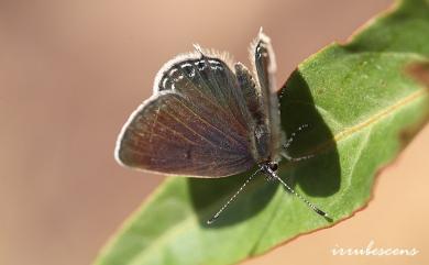 Tongeia filicaudis mushanus (Tanikawa, 1940) 密點玄灰蝶
