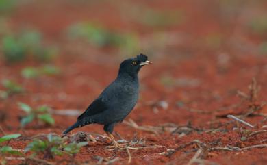 Acridotheres cristatellus formosanus Hartert, 1912 八哥(台灣亞種)