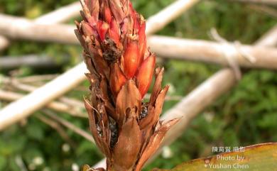 Zingiber officinale Roscoe 薑
