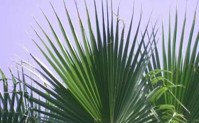 Washingtonia filifera (Linden ex André) H. Wendl. ex de Bary 華盛頓椰子