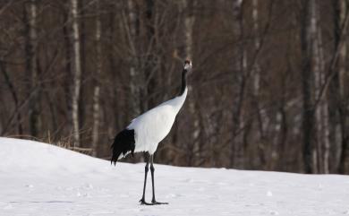 Grus japonensis (Statius Müller, 1776) 丹頂鶴