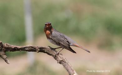 Turdus ruficollis Pallas, 1776 赤頸鶇