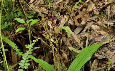 Crepidium purpureum (Lindl.) Szlach. 紫花軟葉蘭