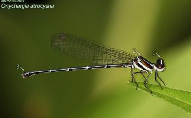 Onychargia atrocyana Selys, 1865 藍彩琵蟌