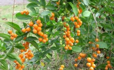 Duranta repens 蕾絲金露花