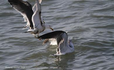 Larus crassirostris Vieillot, 1818 黑尾鷗