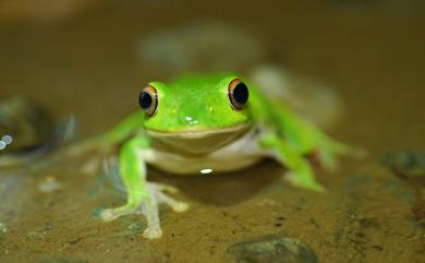 Zhangixalus moltrechti (Boulenger, 1908) 莫氏樹蛙