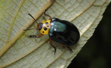 Plagiosterna maculicollis insularis 山桐子金花蟲