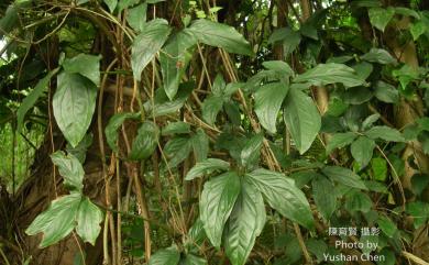 Syngonium podophyllum Schott 合果芋