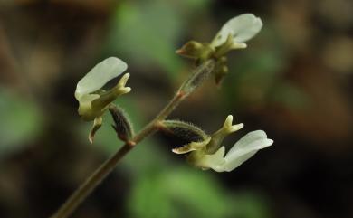 Anoectochilus koshunensis 恆春金線蓮