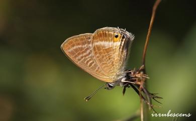 Lampides boeticus (Linnaeus, 1767) 豆波灰蝶