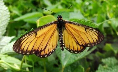Telchinia issoria formosana (Fruhstorfer, 1914) 苧麻細蝶