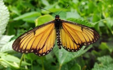 Acraea issoria formosana (Fruhstorfer, 1912) 苧麻珍蝶