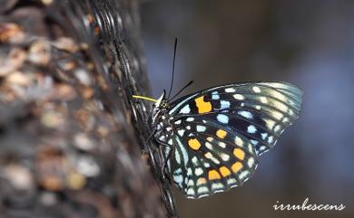 Sephisa chandra androdamas Fruhstorfer, 1908 燦蛺蝶