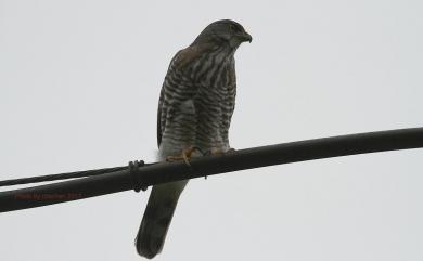 Accipiter trivirgatus formosae Mayr, 1949 鳳頭蒼鷹(台灣特有亞種)