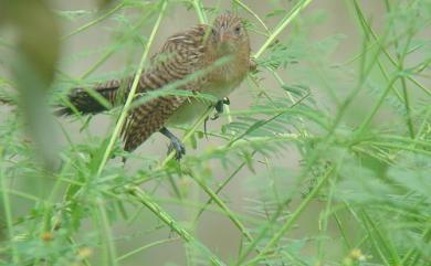 Centropus bengalensis lignator (Swinhoe, 1861) 番鵑