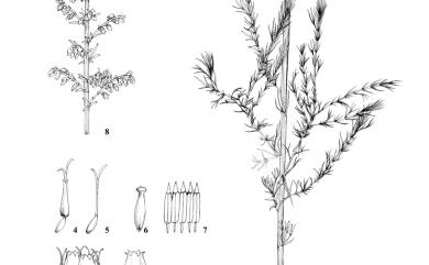Artemisia capillaris Thunb. 茵陳蒿