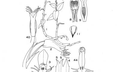 Cheirostylis octodactyla 羽唇指柱蘭