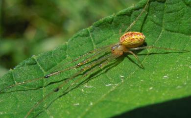 Tylorida striata (Thorell, 1877) 條紋高腹蛛