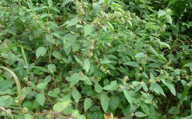 Triumfetta tomentosa 臭垂桉草