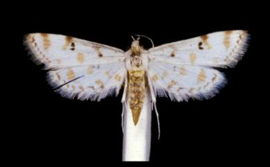 Parapoynx stagnalis (Zeller, 1852)