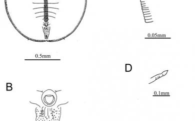 Dialeurodes kirkaldyi Kotinsky, 1907 中條裸粉蝨