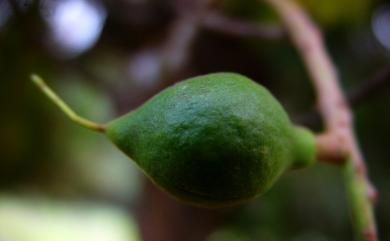 Macadamia ternifolia F.Muell. 澳洲胡桃