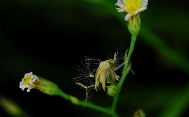 Aster subulatus var. subulatus 掃帚菊