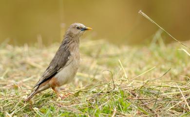 Sturnia malabarica nemoricola 灰頭椋鳥