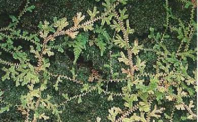 Selaginella remotifolia 疏葉卷柏